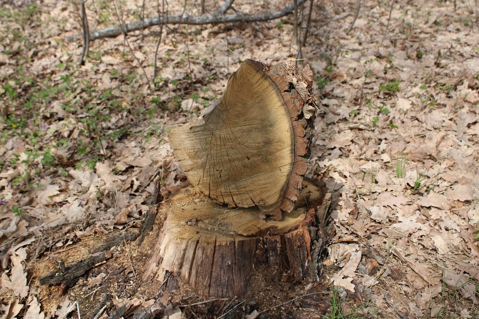 Вадим АНДРЕЕВ