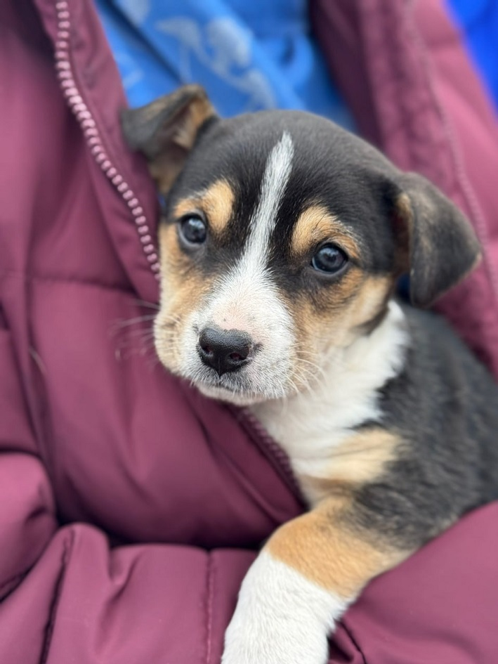 В Уфе собрали рекордное количество корма для бездомных животных