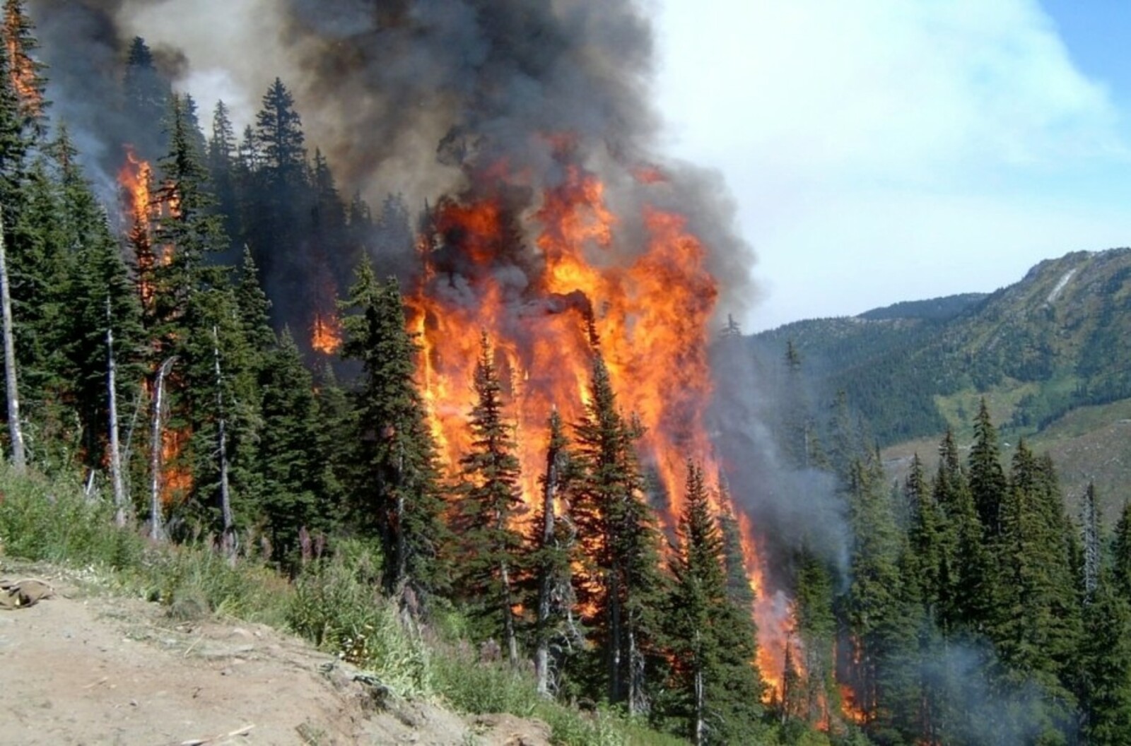 Сегодня лес загорелся в Белорецком районе