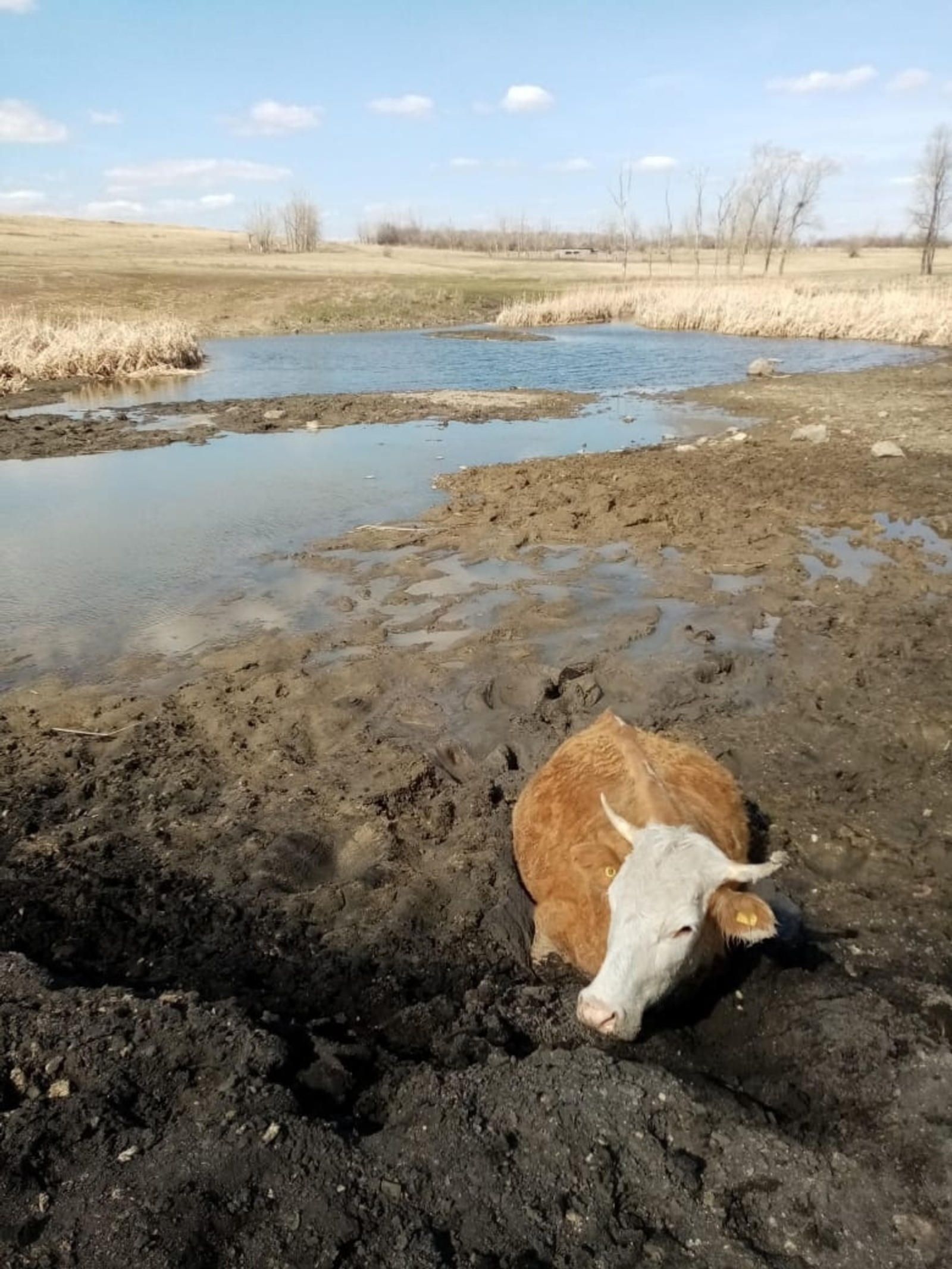 В Башкирии спасли увязшую в грязи корову