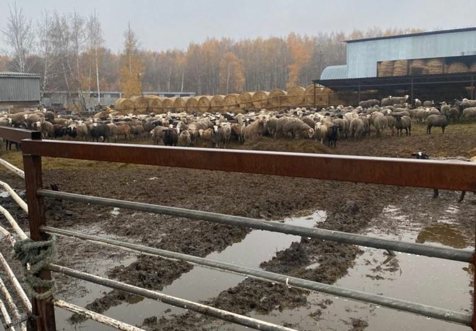 В Благоварском районе Башкирии собаки снова напали на овец