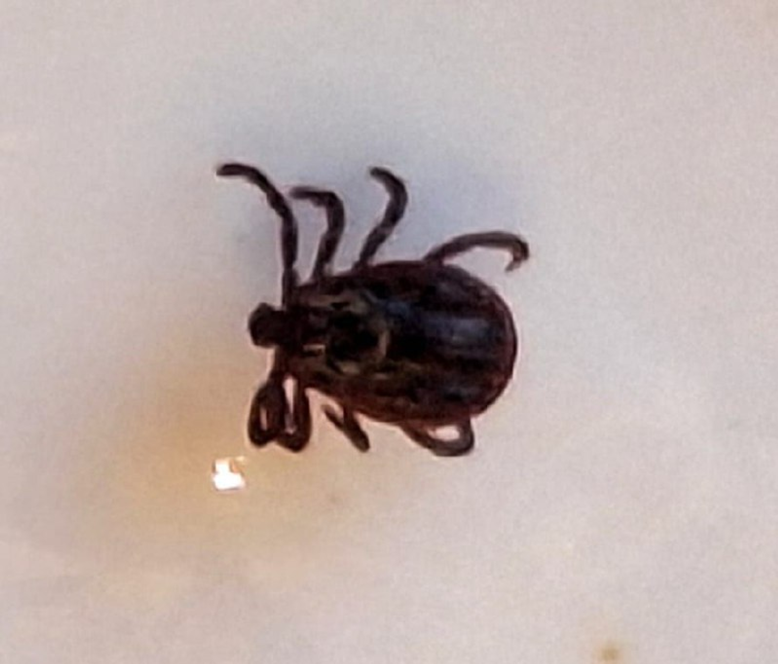 Клещи покусали почти восемь тысяч жителей Башкирии