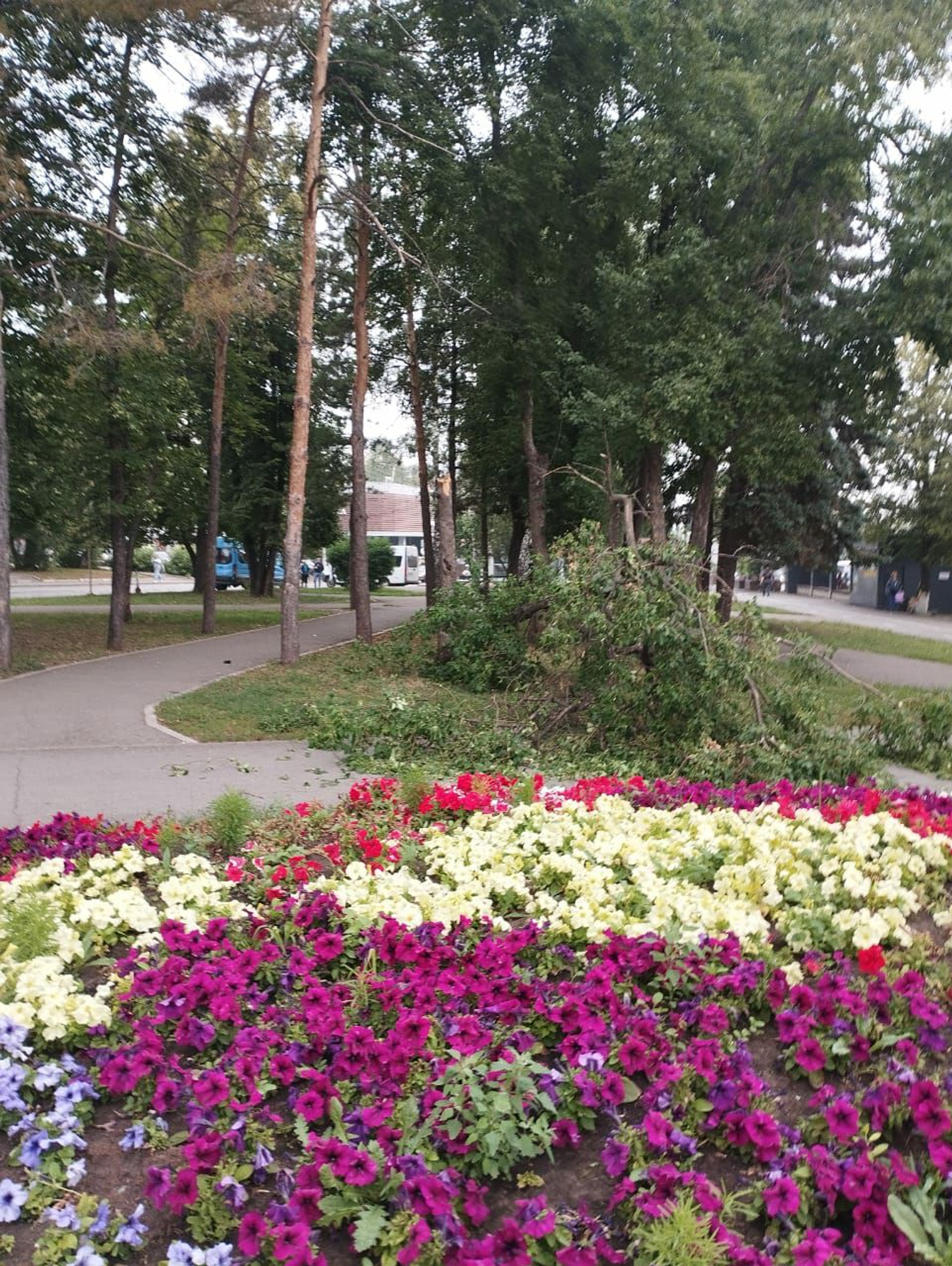 На проспекте Октября в Уфе на горожанку упало дерево