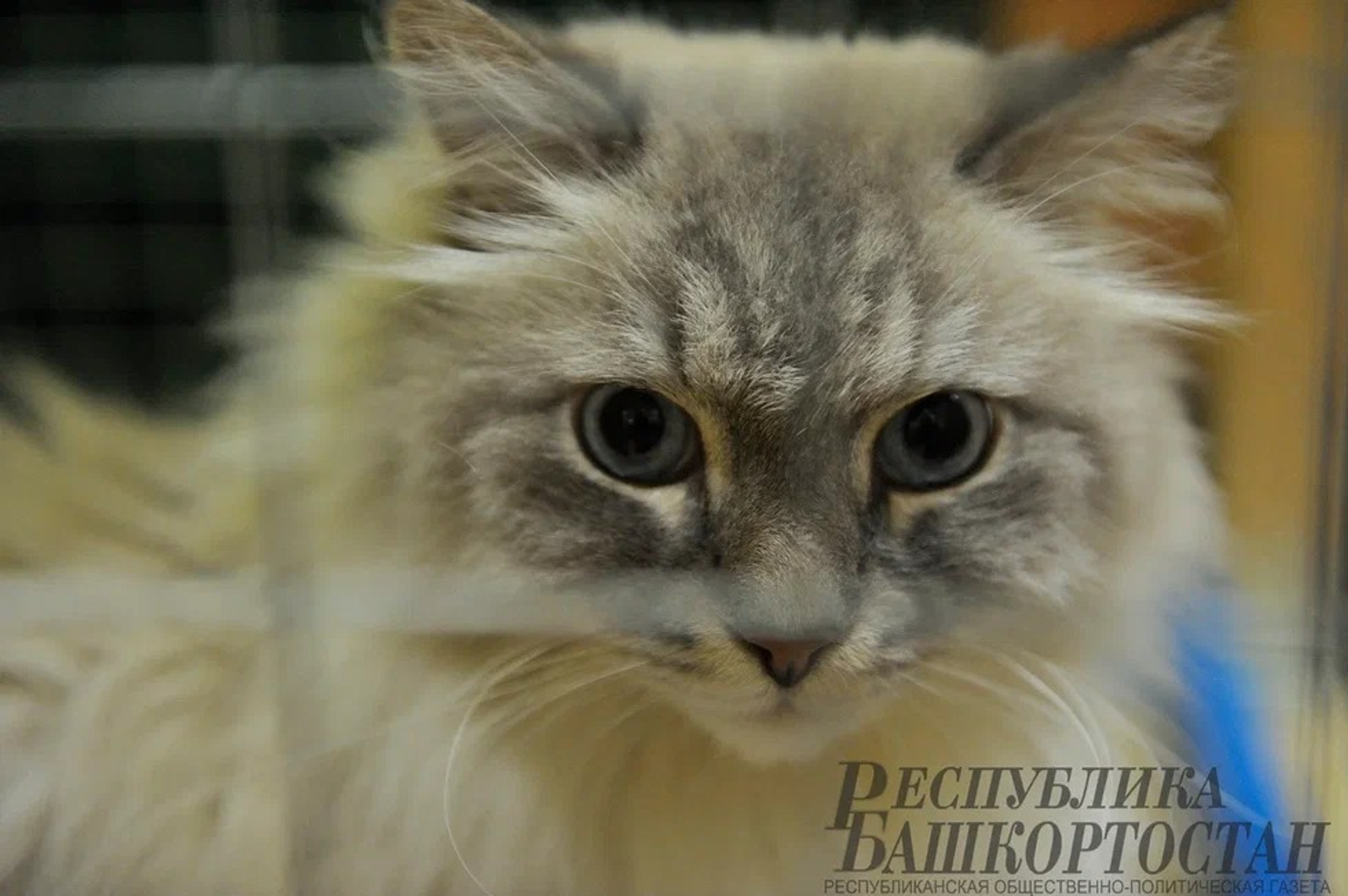 Альберт ЗАГИРОВ.