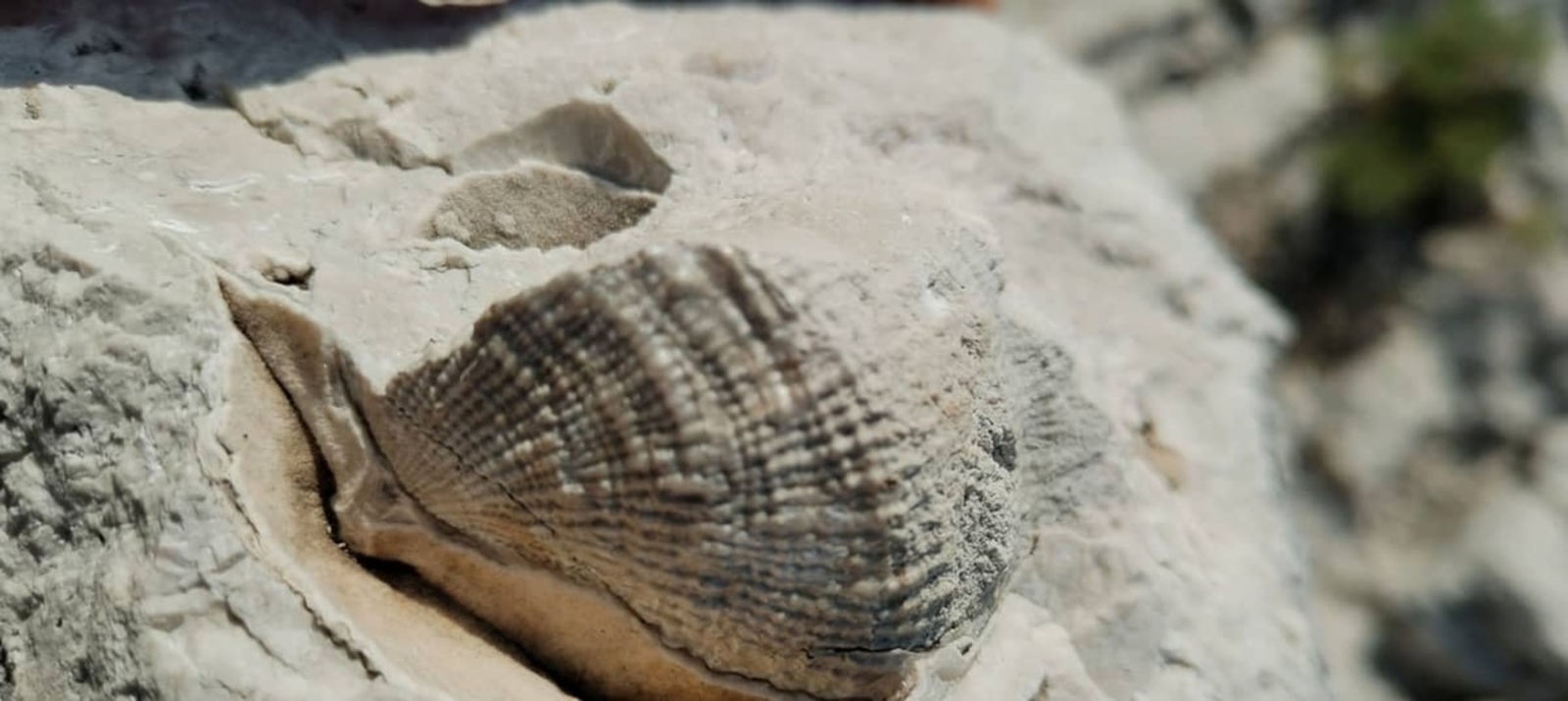 В Ишимбае пройдёт премьера документального фильма «Торатау. Тайны древних морей»