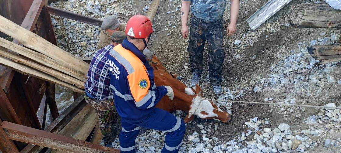В Башкирии бык упал с моста и дождался спасателей