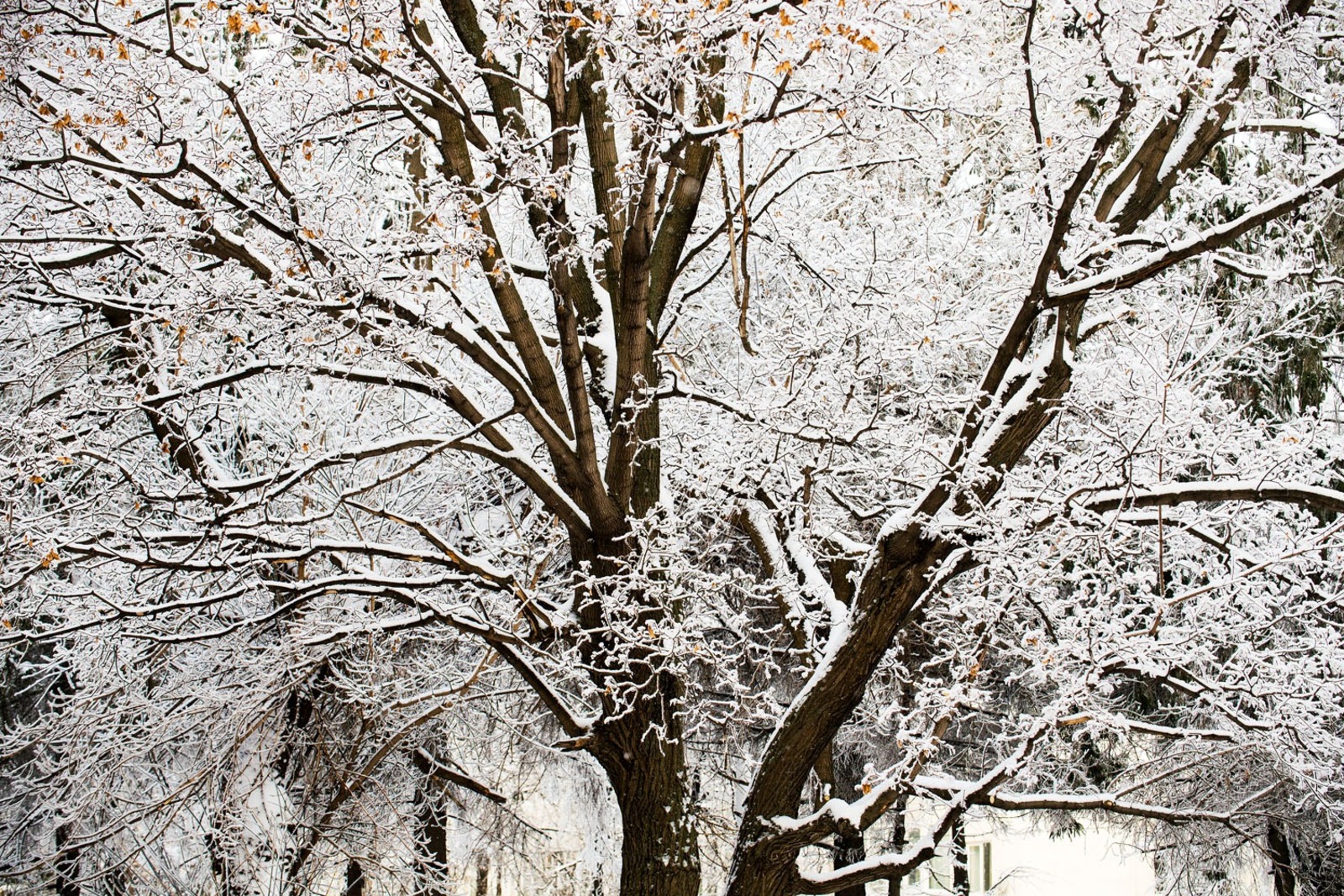 Раиф БАДЫКОВ