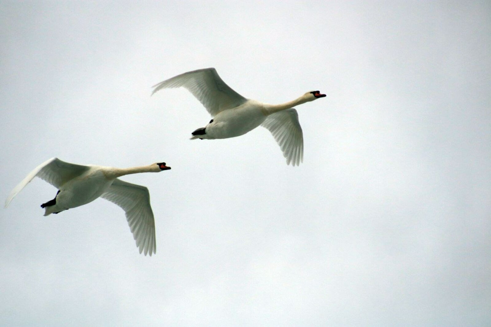 В Башкирии сосчитают птиц, оставшихся зимовать на водоёмах