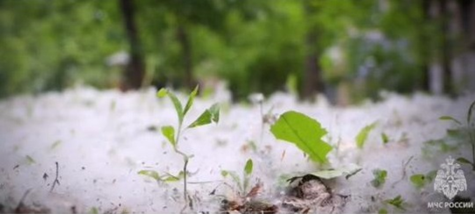 В МЧС Башкирии просят не поджигать тополиный пух