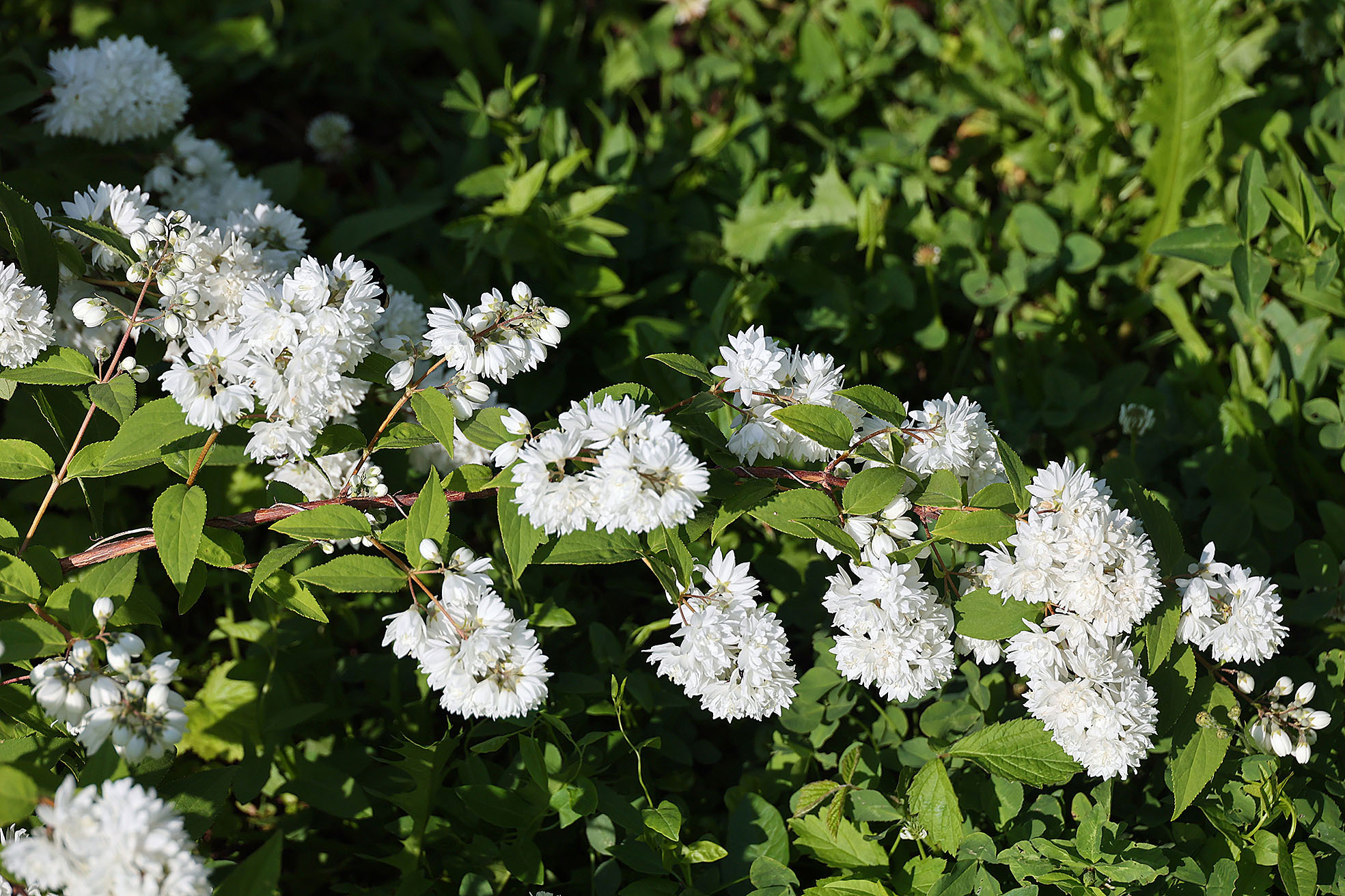 «Чак-чак» найдём в цветнике