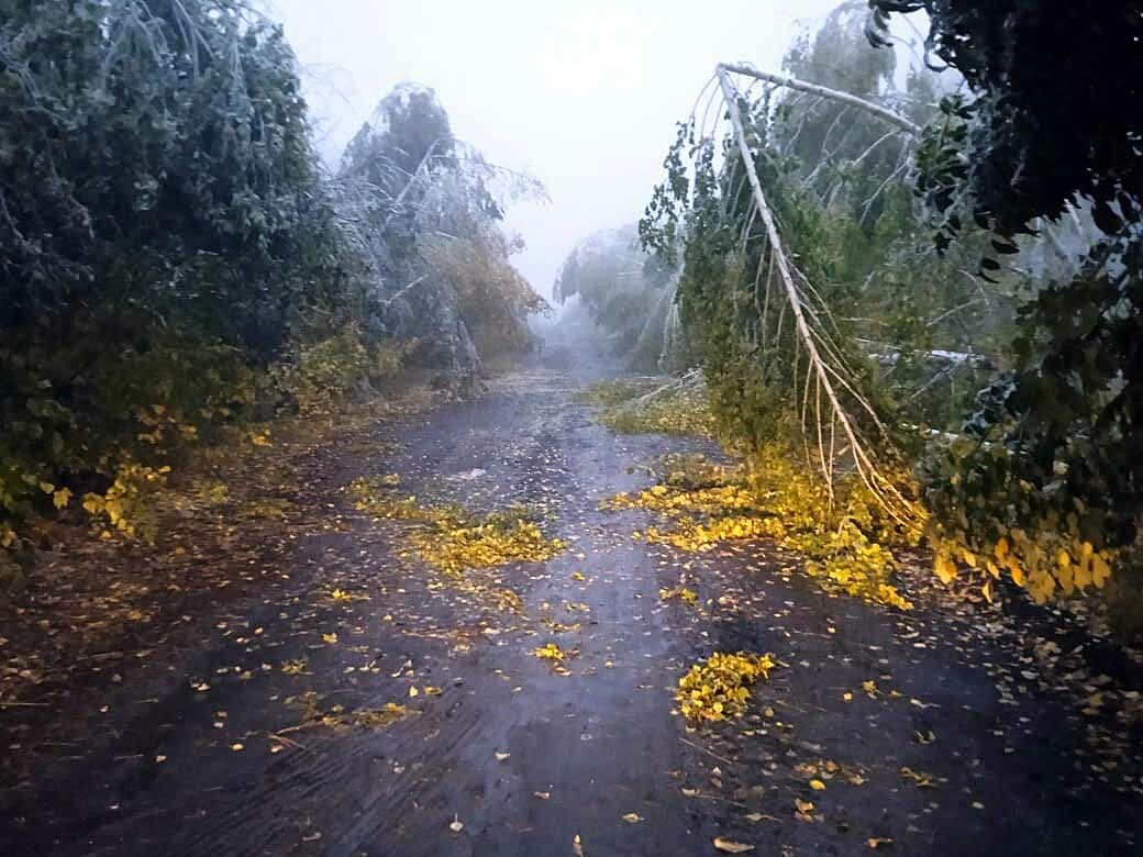 В Башкирии из-за снега и наледи деревья завалило на дорогу