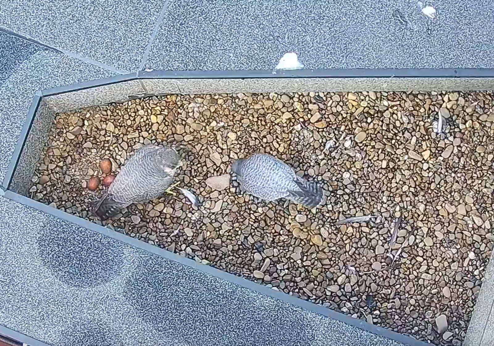 В Уфе запустили онлайн-трансляцию с крыши банка, облюбованной сапсанами