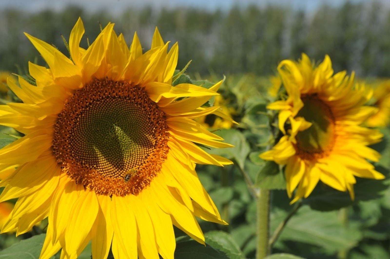 Ринат РАЗАПОВ.