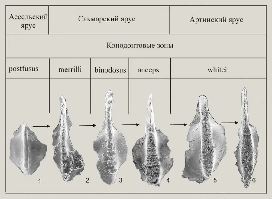 с сайта геопарка «Торатау» Отпечатки конодонтов.