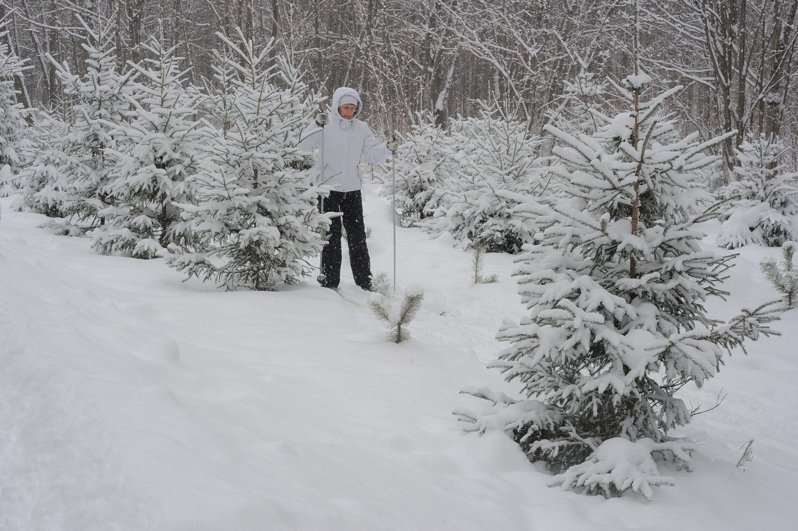 В 2026 году в Башкирии посадят лес на площади более 13 тысяч гектаров