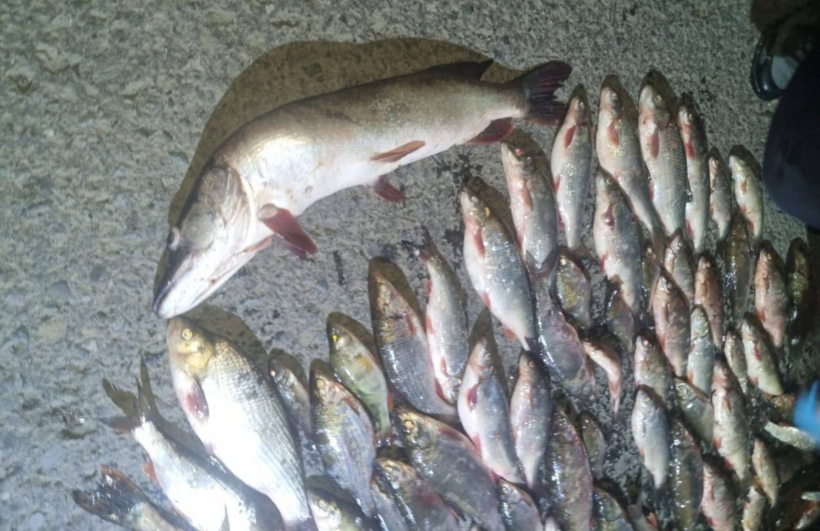 телеграм-канал Владимира Севастьянова