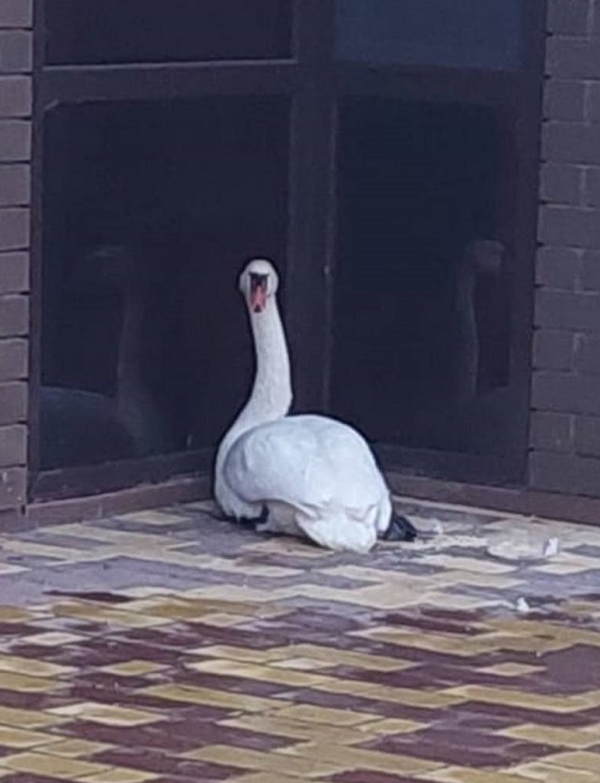 В Башкирии лебедь-самец встретится со своей подругой в центре реабилитации