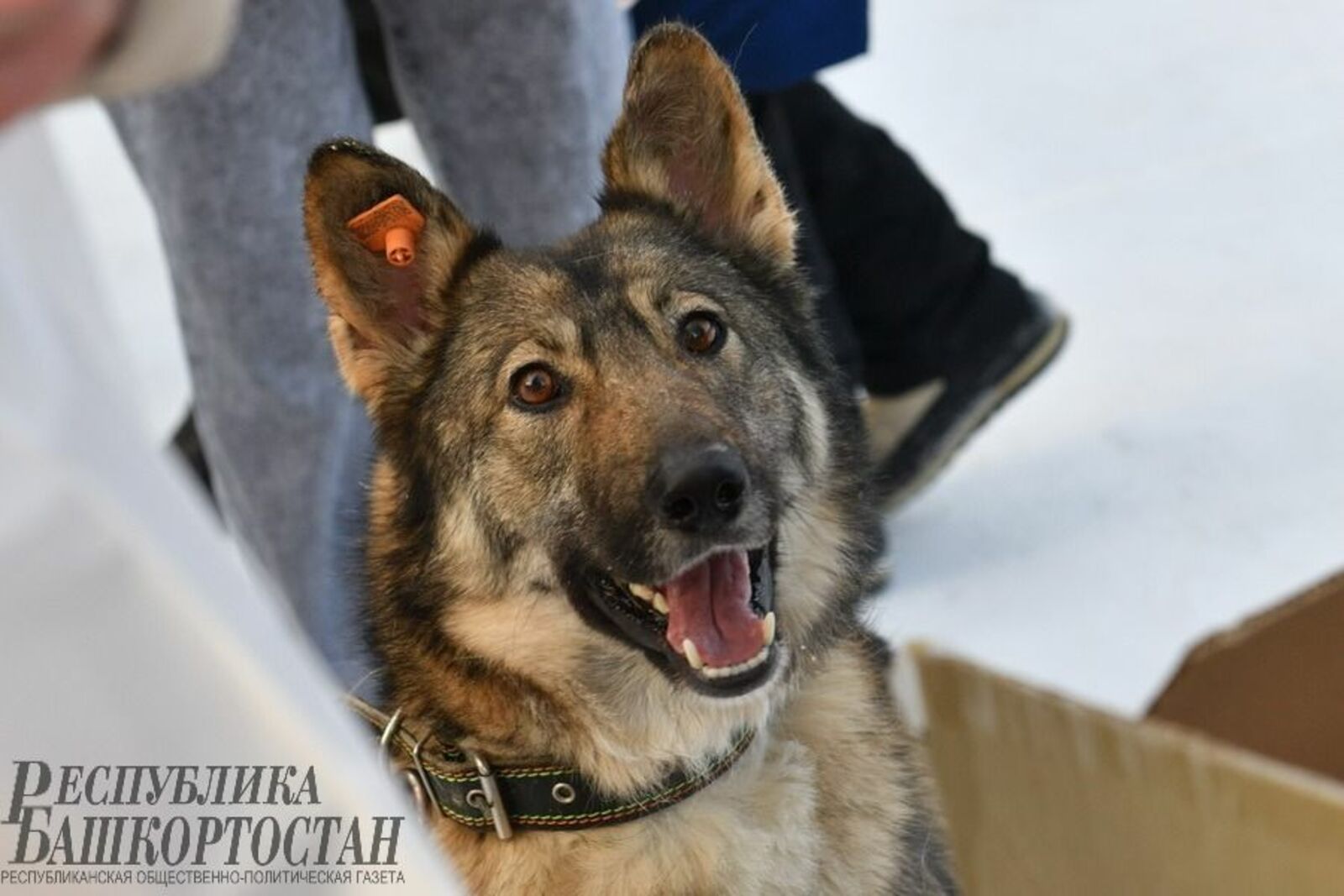 Альберт ЗАГИРОВ