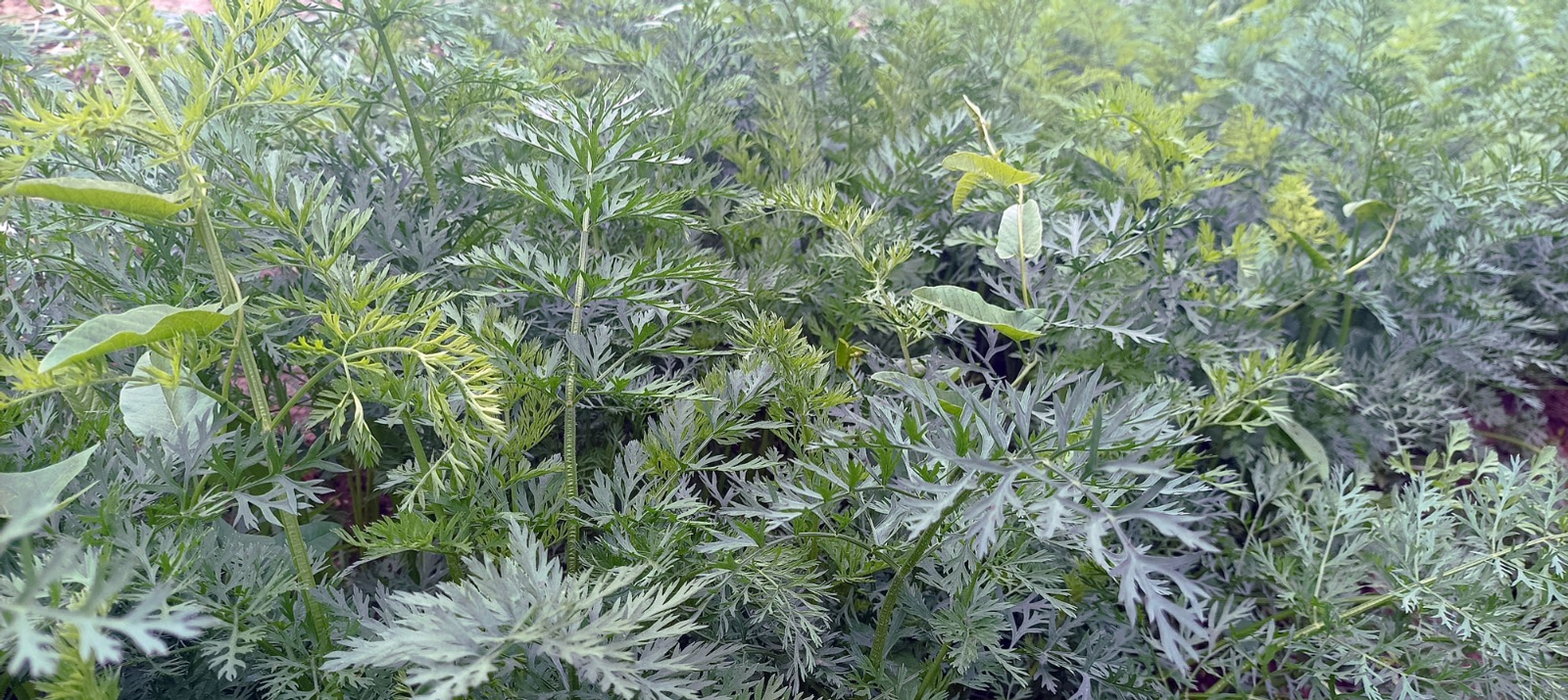 Артур СМОЛОВ