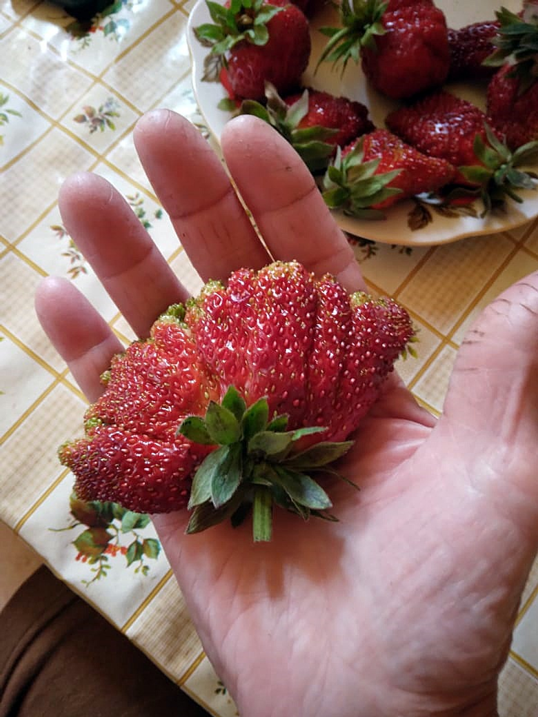 Лилия САБИРОВА Вот так фрукт!