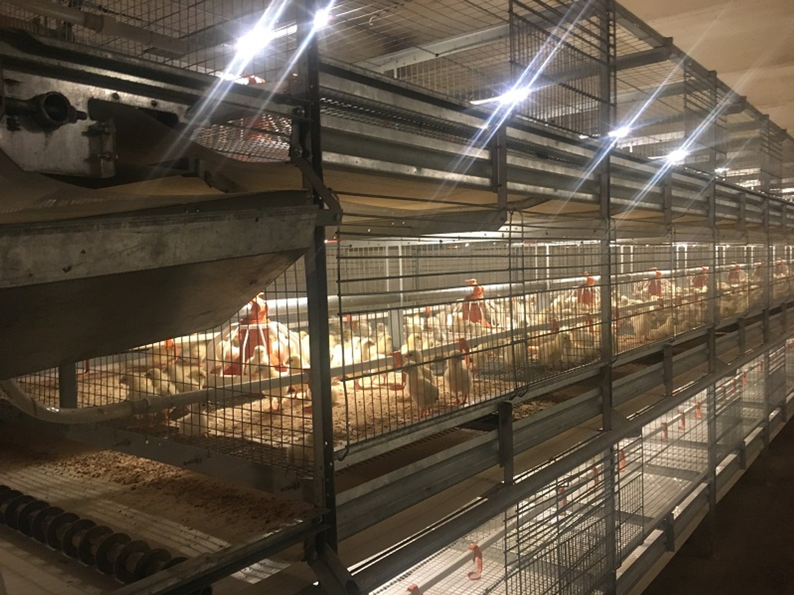 В Башкирии вырастут цыплята из Чехии