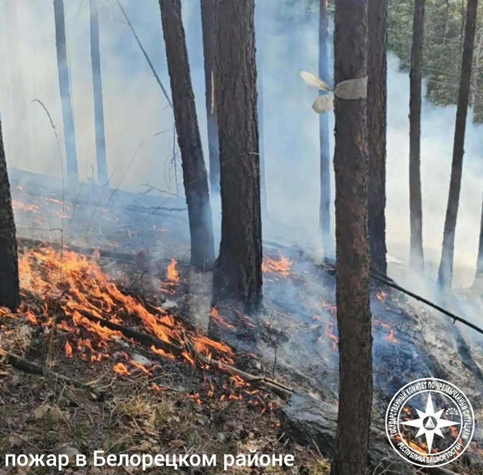 В Башкирии загорелся лес на десяти гектарах