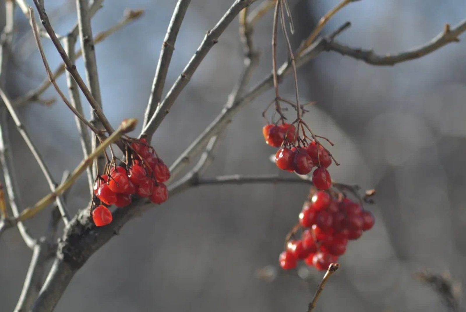 Альберт ЗАГИРОВ.