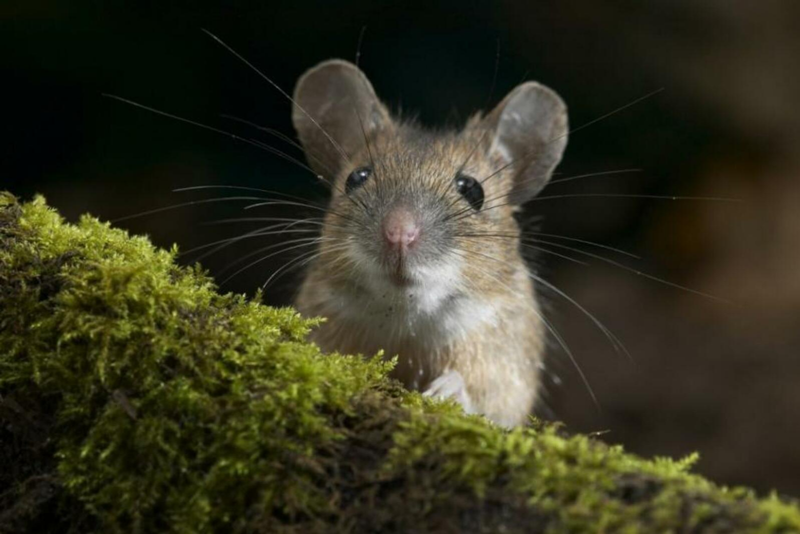 В Башкирии напомнили об опасности геморрагической лихорадки