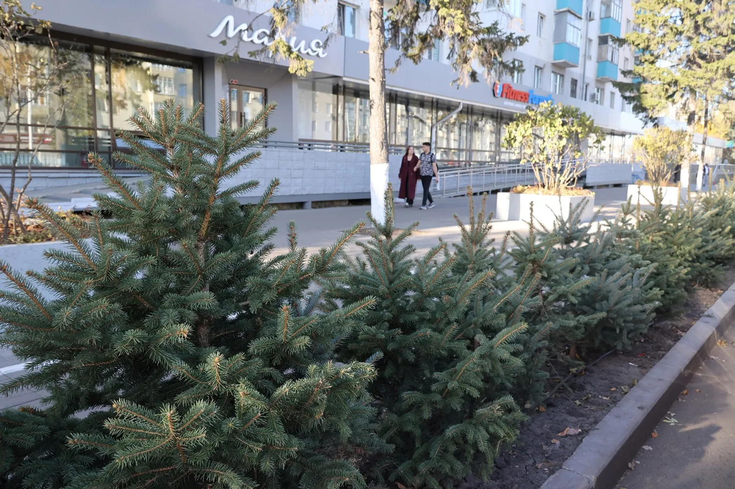 Александр ДАНИЛОВ  Аллея Сирени — одна из самых оригинальных в городе.