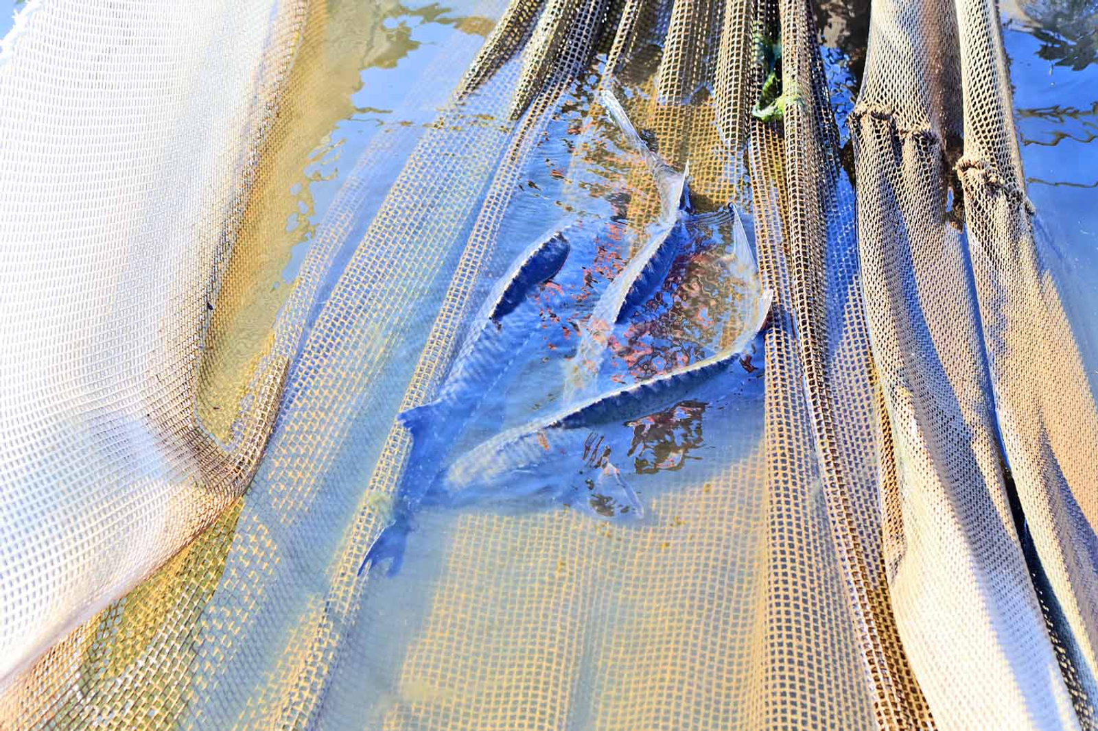 В Башкирии ввели ограничения на рыбную ловлю