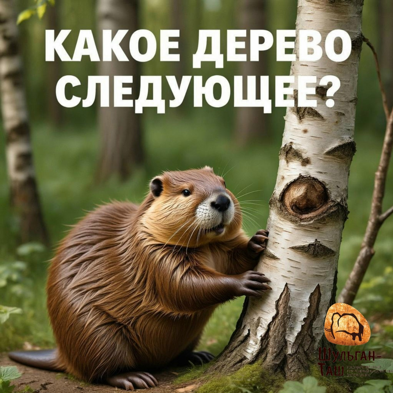 В Башкирии бобры перекрыли туристам дорогу к пещере Шульган-Таш, свалив деревья