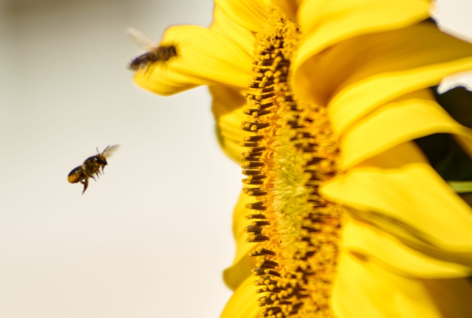Альберт ЗАГИРОВ.