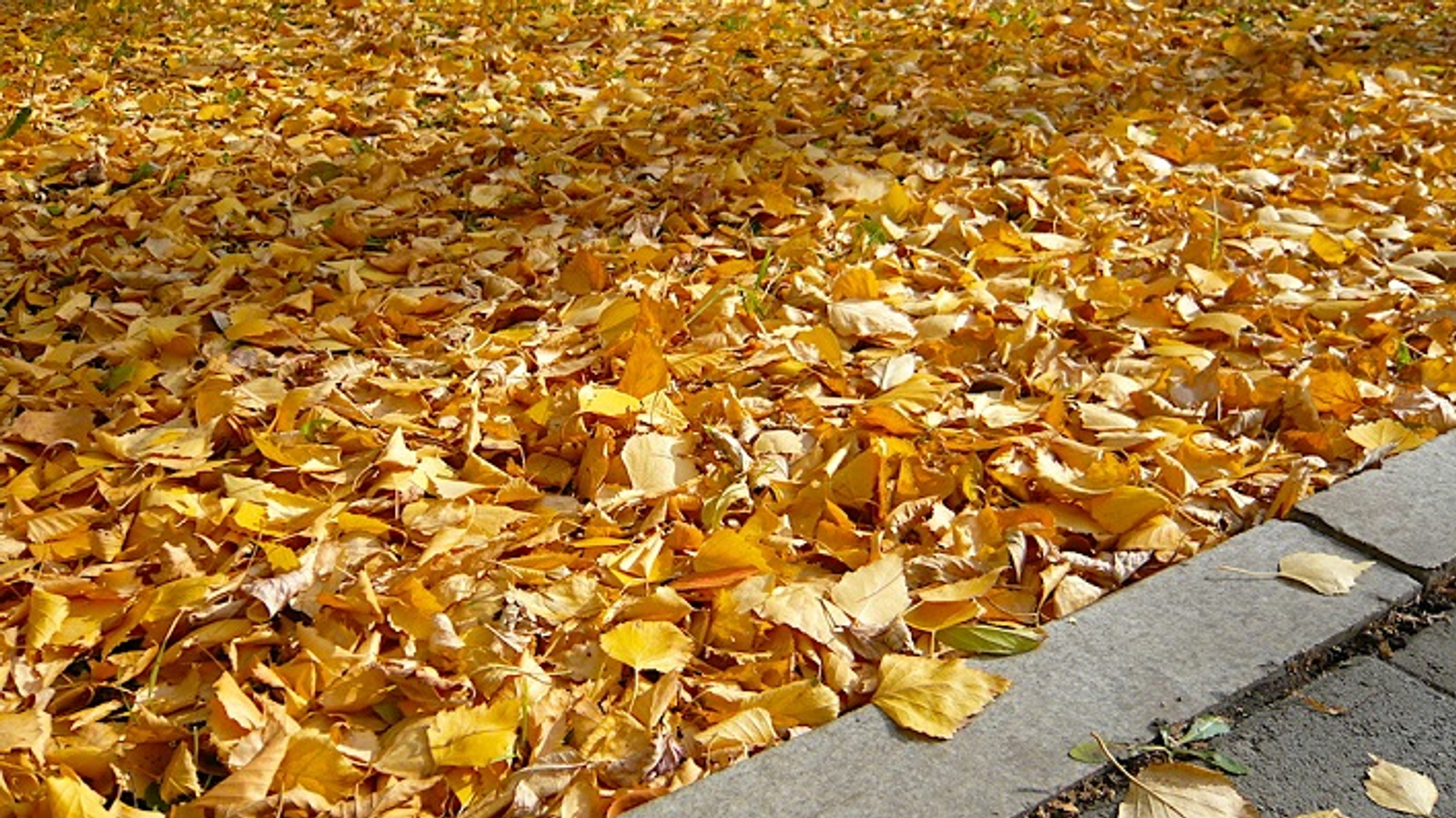 Жителям Уфы объяснили, кто должен убирать листья во дворах и на улицах
