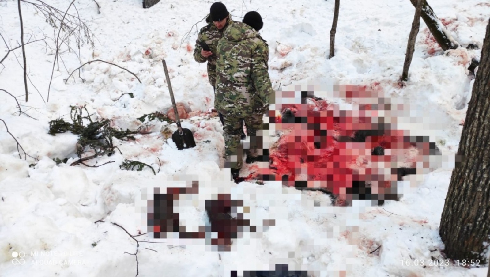 В Башкирии разыскивают браконьеров, убивших беременную лосиху и двух лосят
