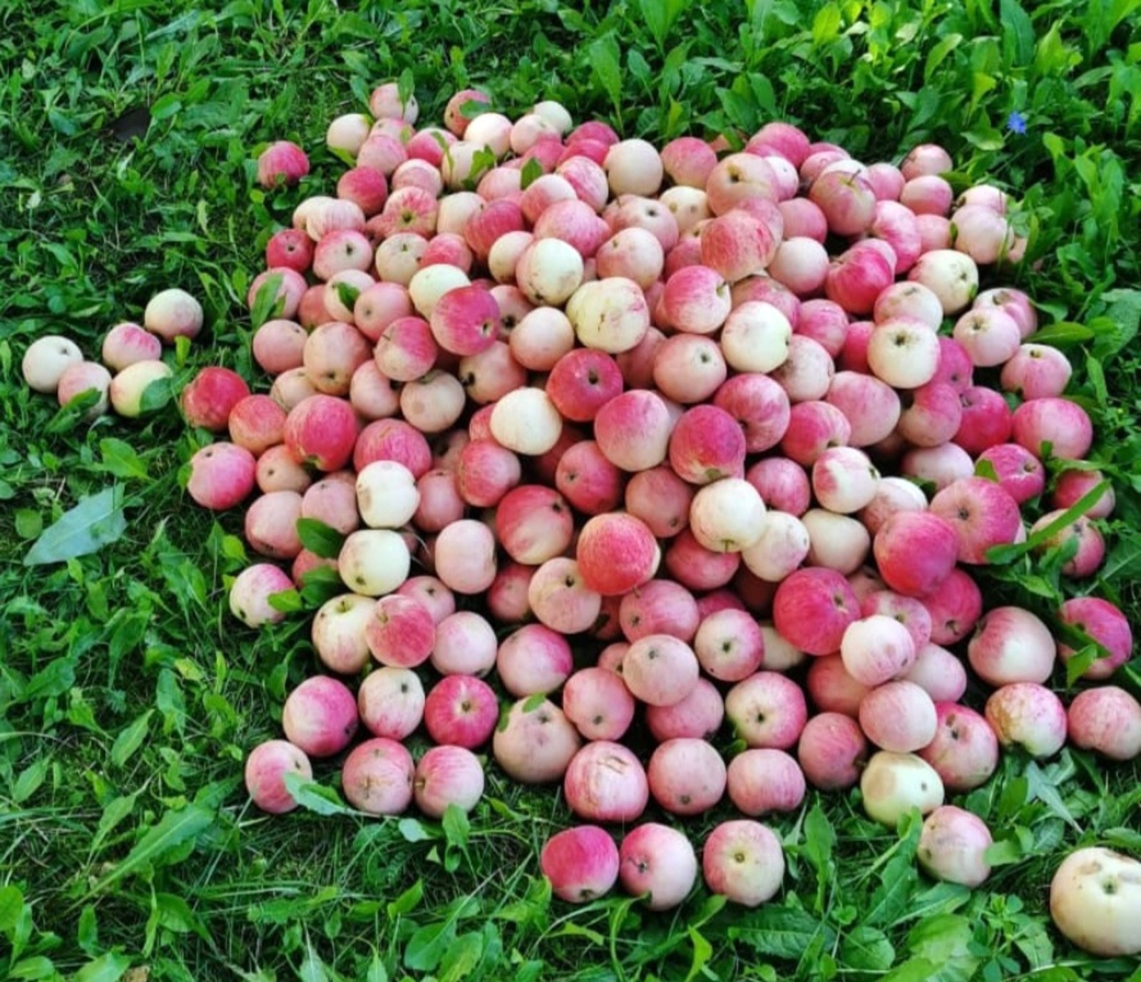 Галина РОДИОНОВА  Даже самый полезный фрукт способен обернуться проблемой, если съесть его не вовремя.