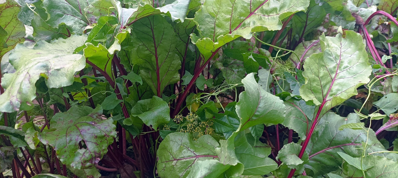 Артур СМОЛОВ