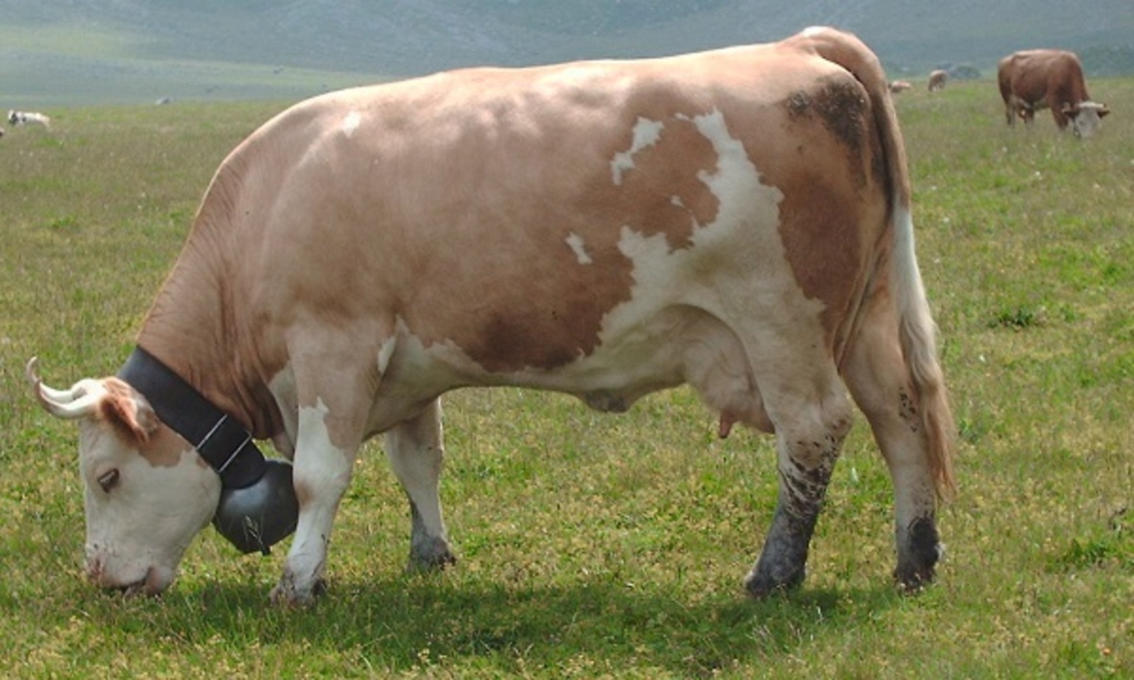 В Башкирию из Словакии привезли породный скот