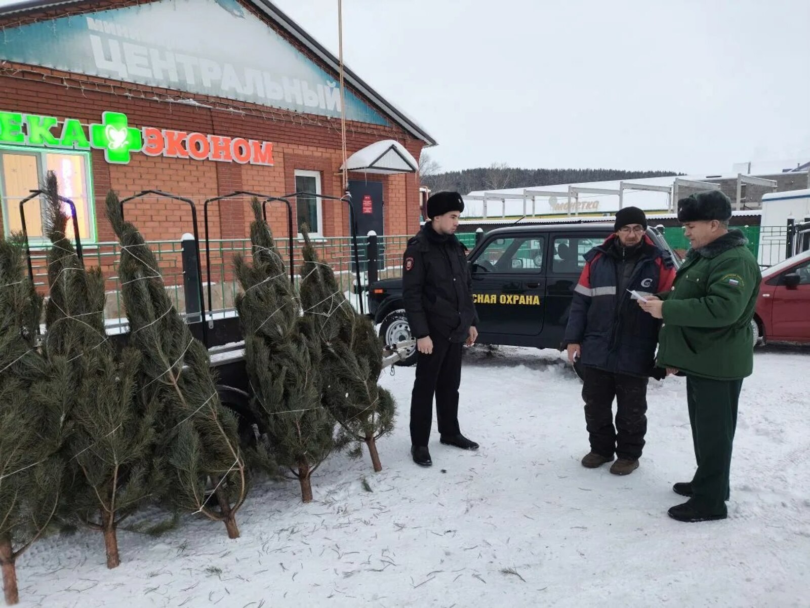 Незаконные рубки хвойных деревьев в Башкирии сократились в семь раз