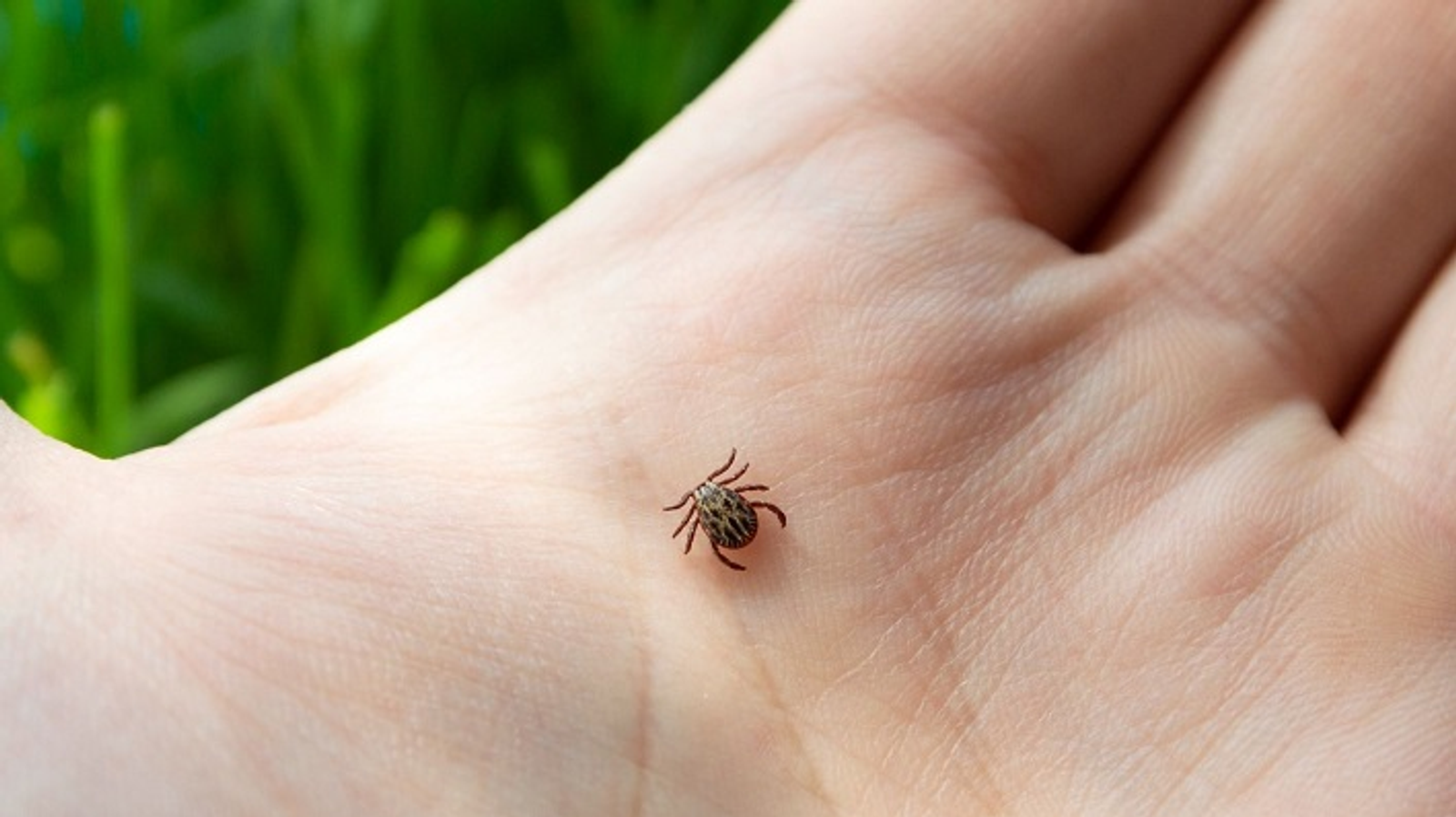 В Башкирии за неделю клещи покусали 82 человека