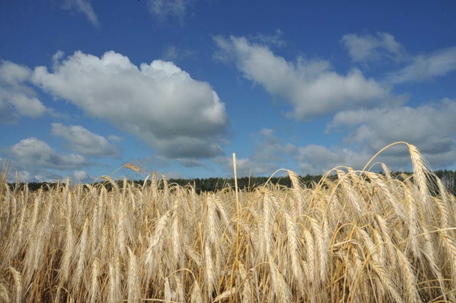 Ринат РАЗАПОВ.