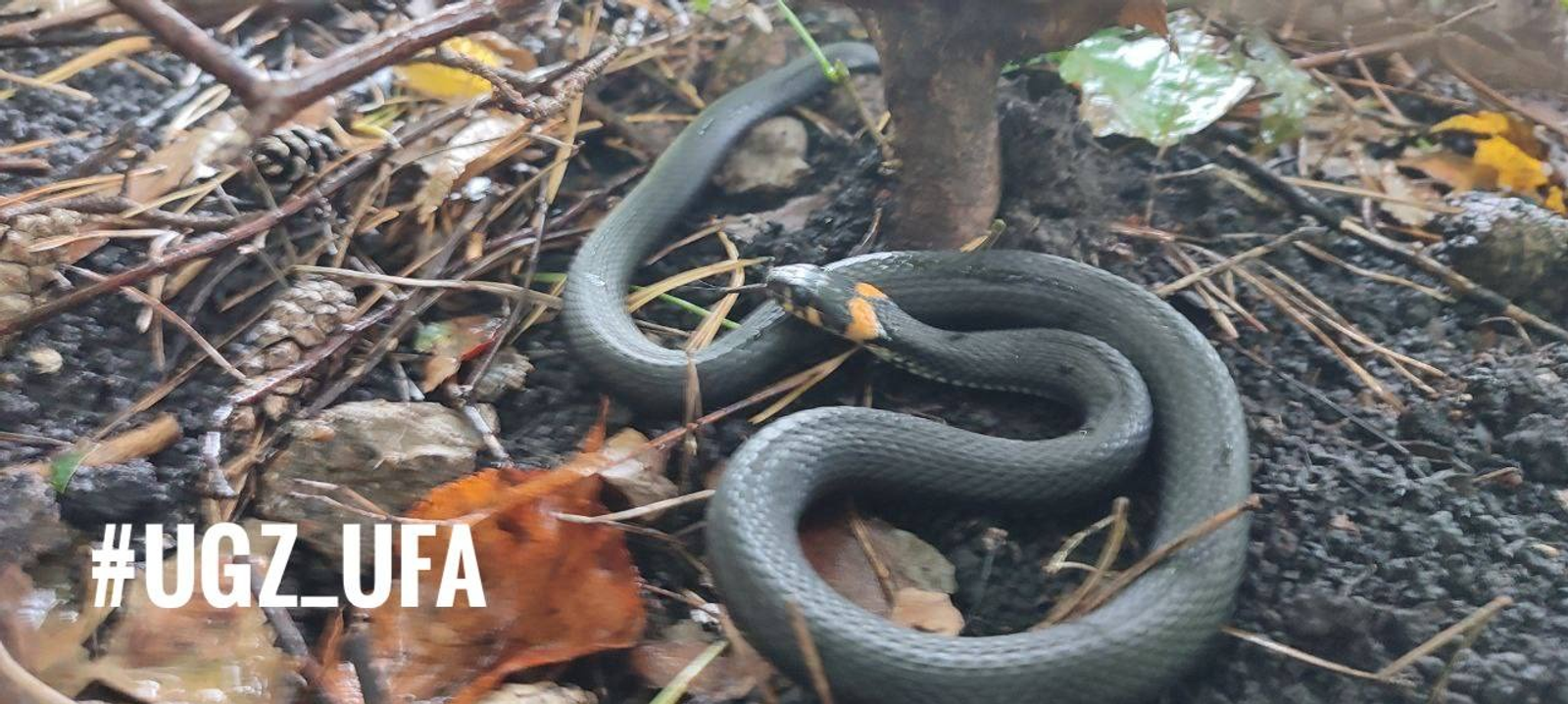 пресс-служба УГЗ Уфы