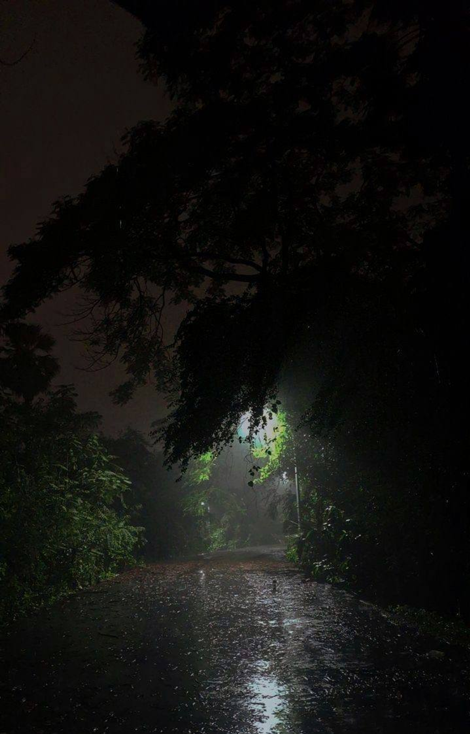 В Уфе ночью мужчина упал с дерева