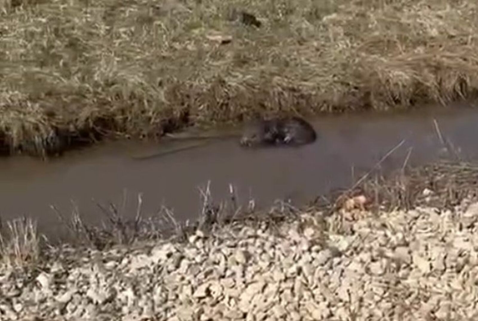 скриншот видео