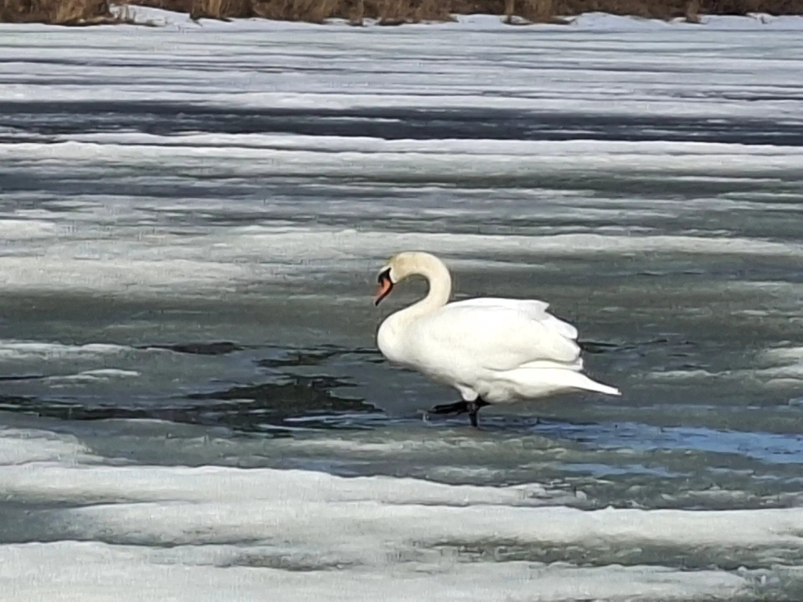 В Башкирии экотропу «Лебединая заводь» посетили 880 туристов