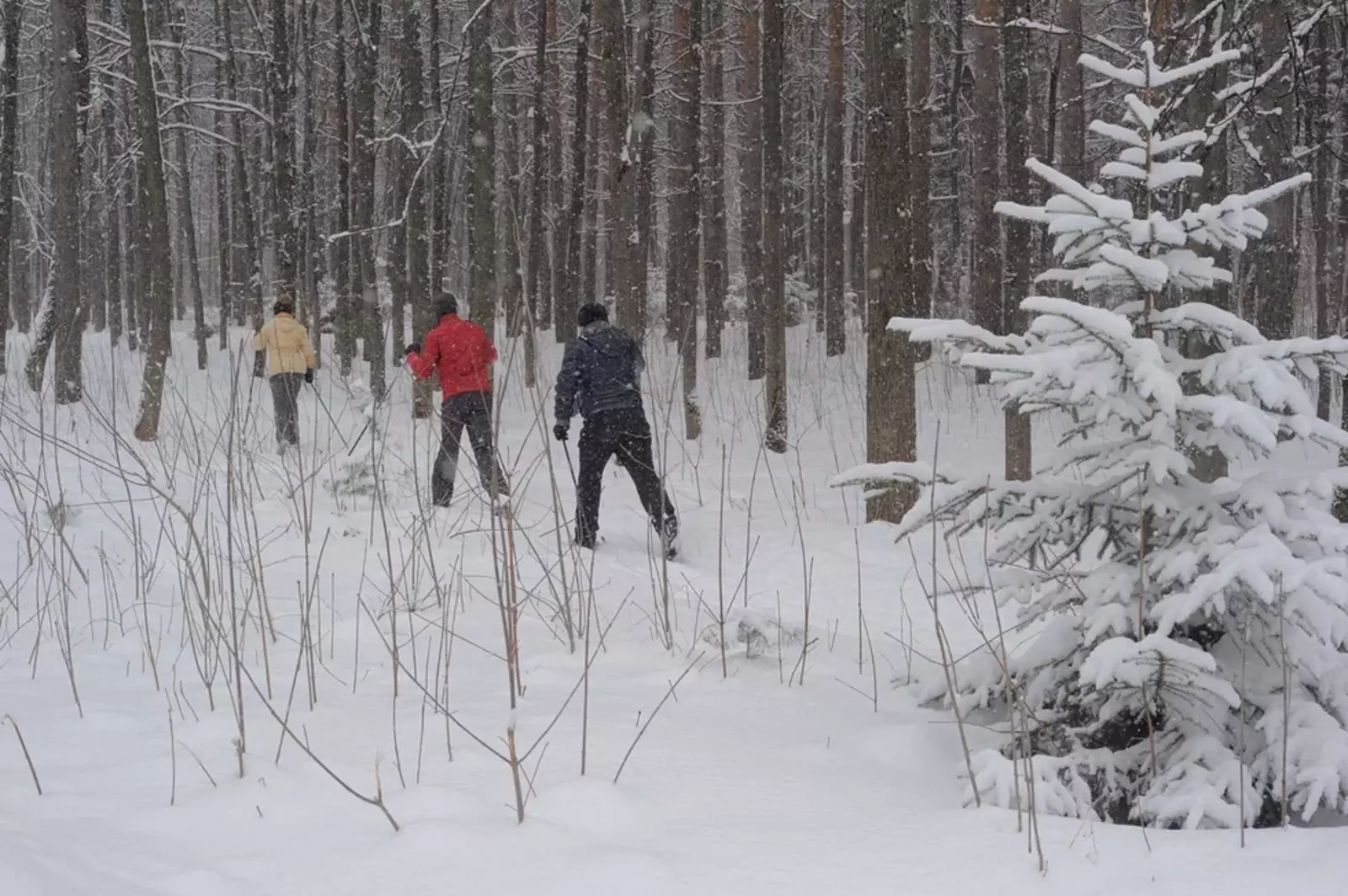 В Башкирии пенсионерка заблудилась в зимнем лесу