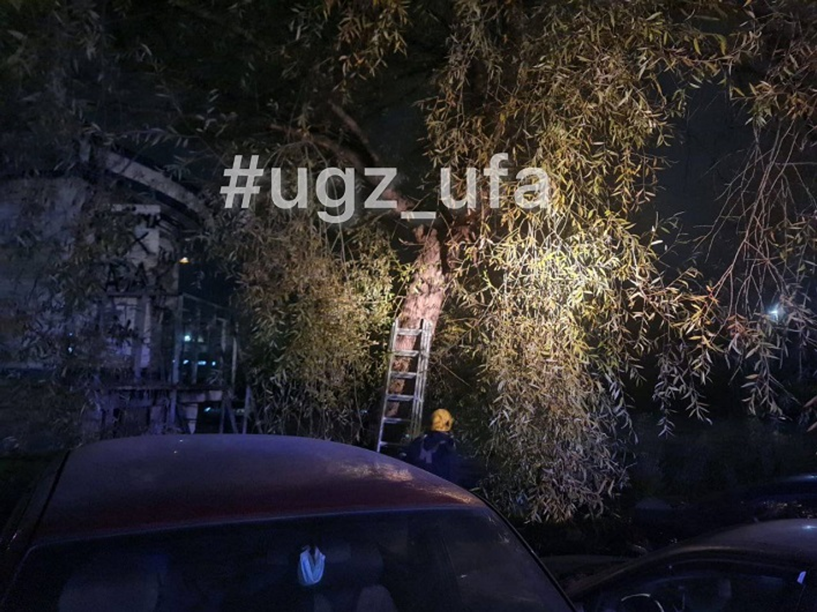 В Уфе спасатели сняли с дерева кота и его хозяйку