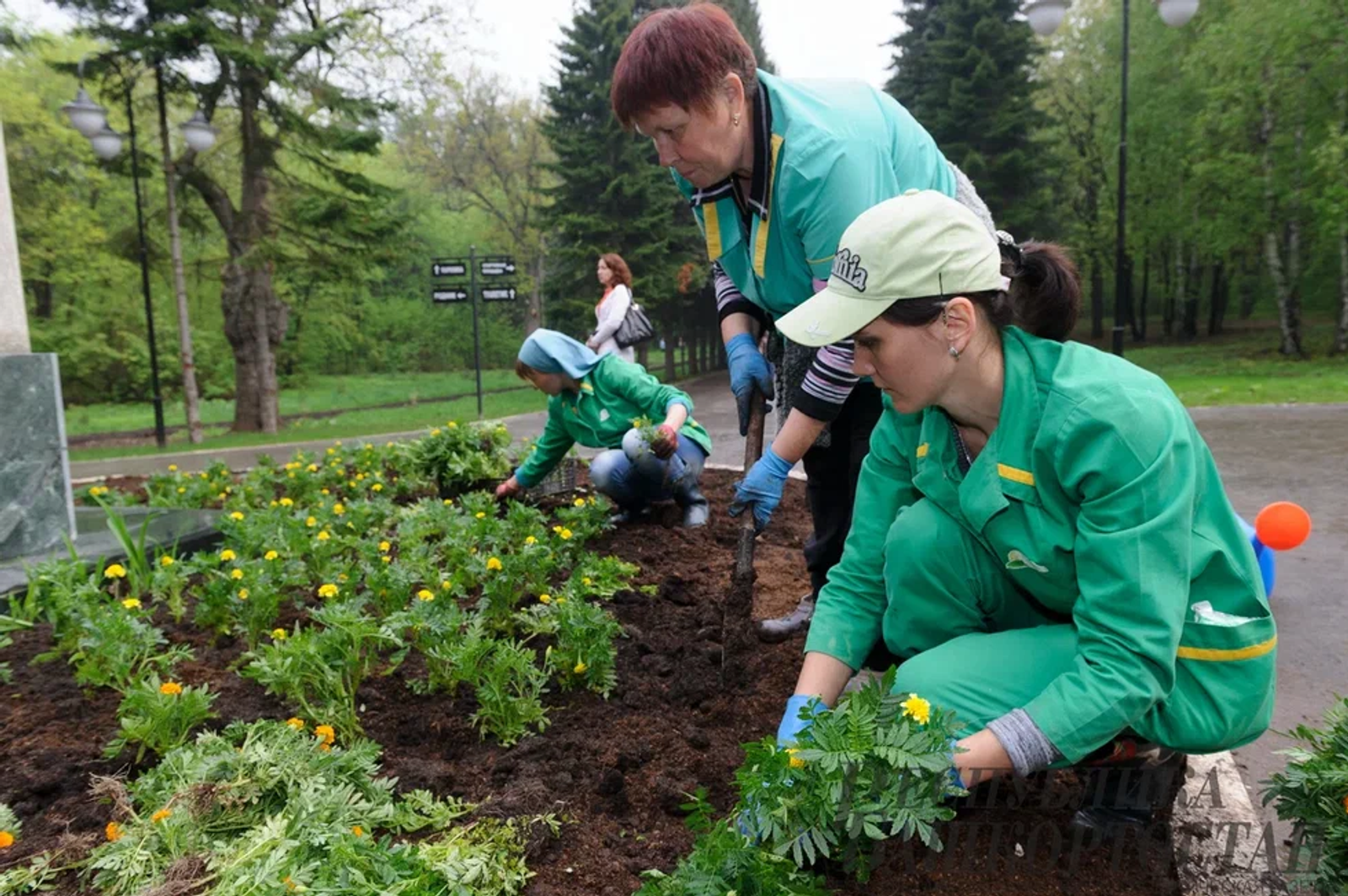 По проспекту Октября в Уфе протянут живую изгородь