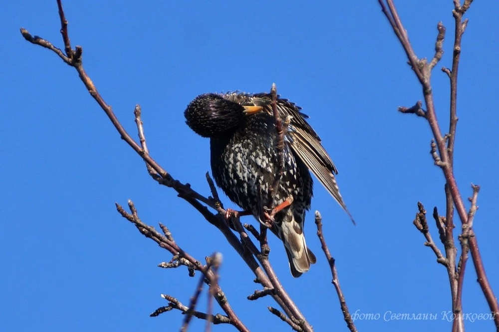 В Уфе прошёл первый экологический фестиваль «Скворечники»
