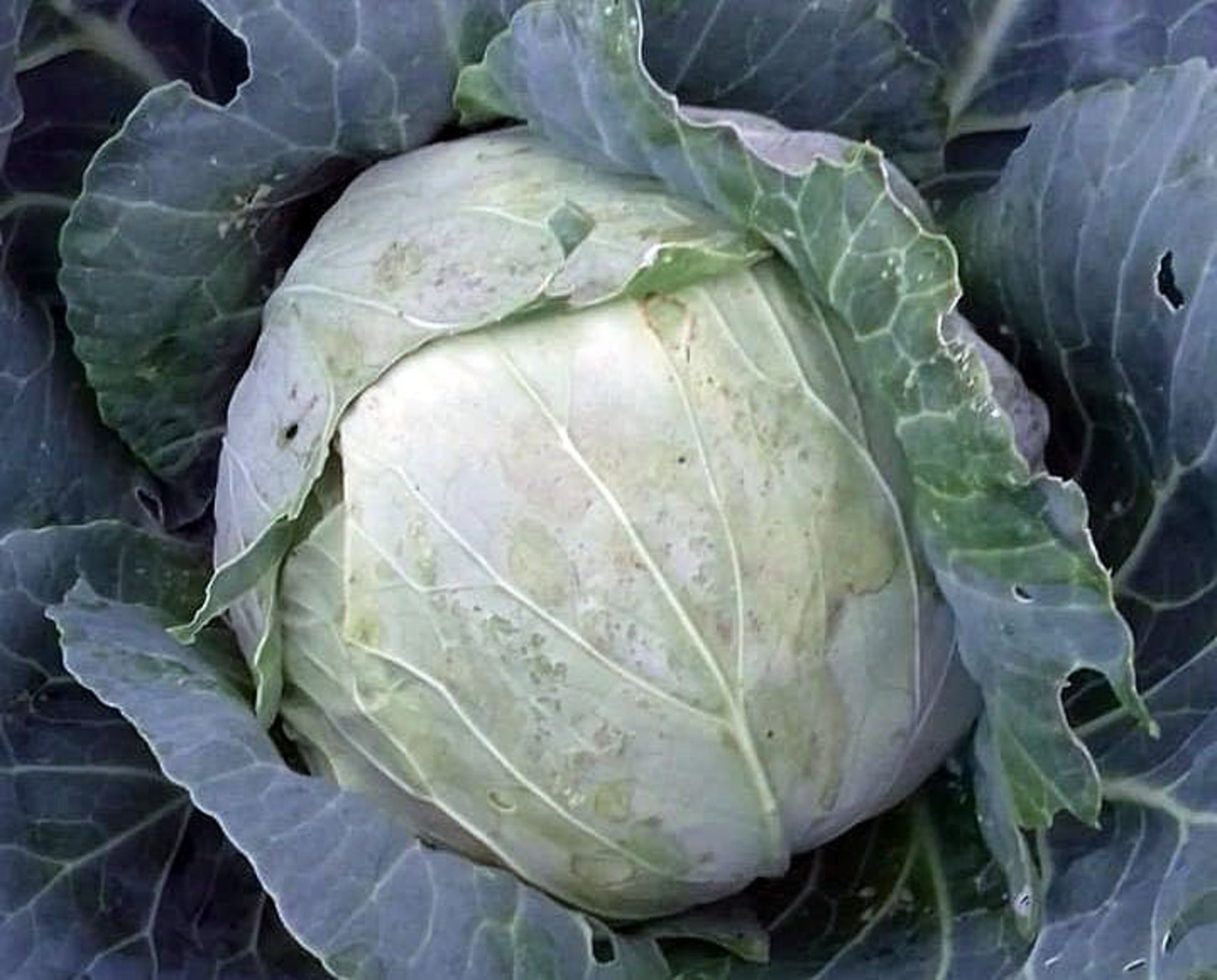 Артур СМОЛОВ