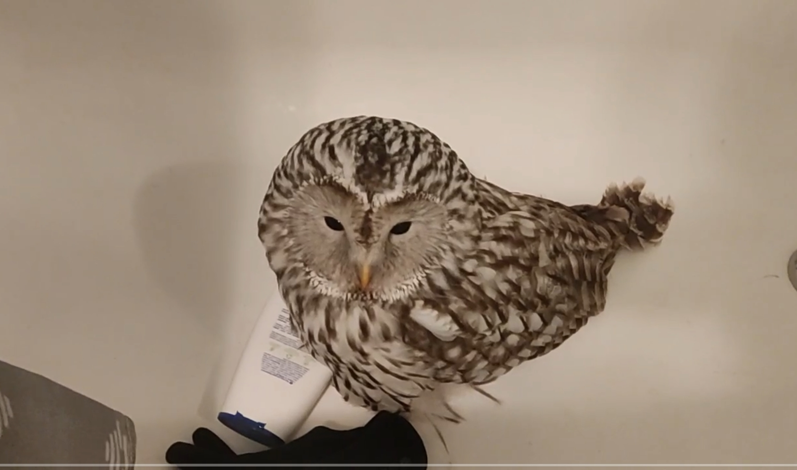 В Уфе в окно горожанки врезалась сова. Её забрали волонтёры